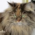 Jadis