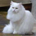 Alida