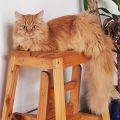 Lilli (Maia)