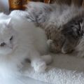 Maxi (Alida) mit ihrer Freundin Dalila (2021)