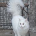 Maxi (Alida)