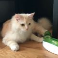 Kael