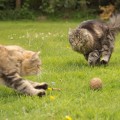 Stürmer von links! Kiri und Taran beim Ballspiel 