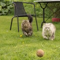 Taran & Miyu beim Ballspielen...