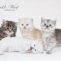 4 Wochen alt