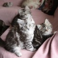 Maya (vorne), Wendy (rechts) und Manuka (hinten) - 10,5 Wochen alt