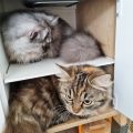 Alauda und Vanga von Sinthari