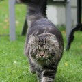 Aus dem Katerchen wird so langsam ein Herr Kater