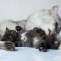 4 Wochen alt