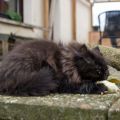 Kleiner, schwarzer Panther!