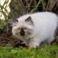 fast 13 Wochen alt