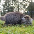 fast 13 Wochen alt
