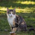 5,5 Monate alt (Februar 2026)