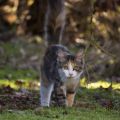5,5 Monate alt (Februar 2026)