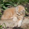 10 Wochen alt (April 2026)