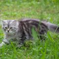 bald 13 Wochen alt (Mai 2026)