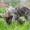 Spiel mit Bruder Regis