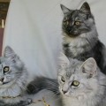 Saphira und ihre Halbbrüder Ylang (links) und Amyris (vorne rechts)