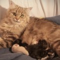 Kiri mit ihren 1 Tag alten Kätzchen