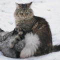Taran und Saphira