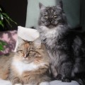 Yeli und Saphira