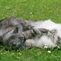 Saphira & Cheri