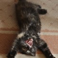 Chini