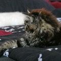im neuen Zuhause