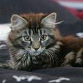 im neuen Zuhause