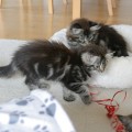 im neuen Zuhause