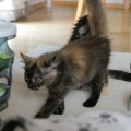 im neuen Zuhause