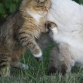 Yeli und Cheri beim Toben