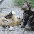 Yeli und Miya