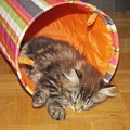 Ciara (früher Ginger) mit 15 Wochen