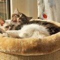 Ciara (früher Ginger) mit Birma-Katerchen Filou