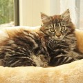 Ciara (früher Ginger) mit 15 Wochen