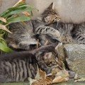 Filius (oben links), Lilly (oben rechts) und Armando