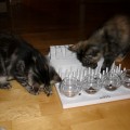 Macis und Niori mit 16 Wochen