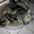 Niori & Macis mit 19 Wochen