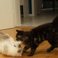 Ginger und ihr Birma-Kumpel Filou beim Toben