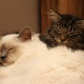 Mmhhh, Kuscheln ist toll! Ginger und ihr Kumpel Filou