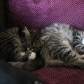Lily & Fili beim Kuscheln im neuen Zuhause