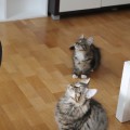 Lily (hinten) und Filius