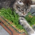 Lily