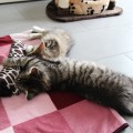Rubeus & Armando im neuen Zuhause (15W)