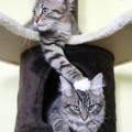 Rubeus (oben) & Armando mit 15 Wochen