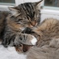 Lily und Filius