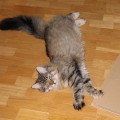 Filius
