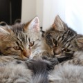 Rubeus und Armando