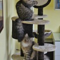 Rubeus und Armando
